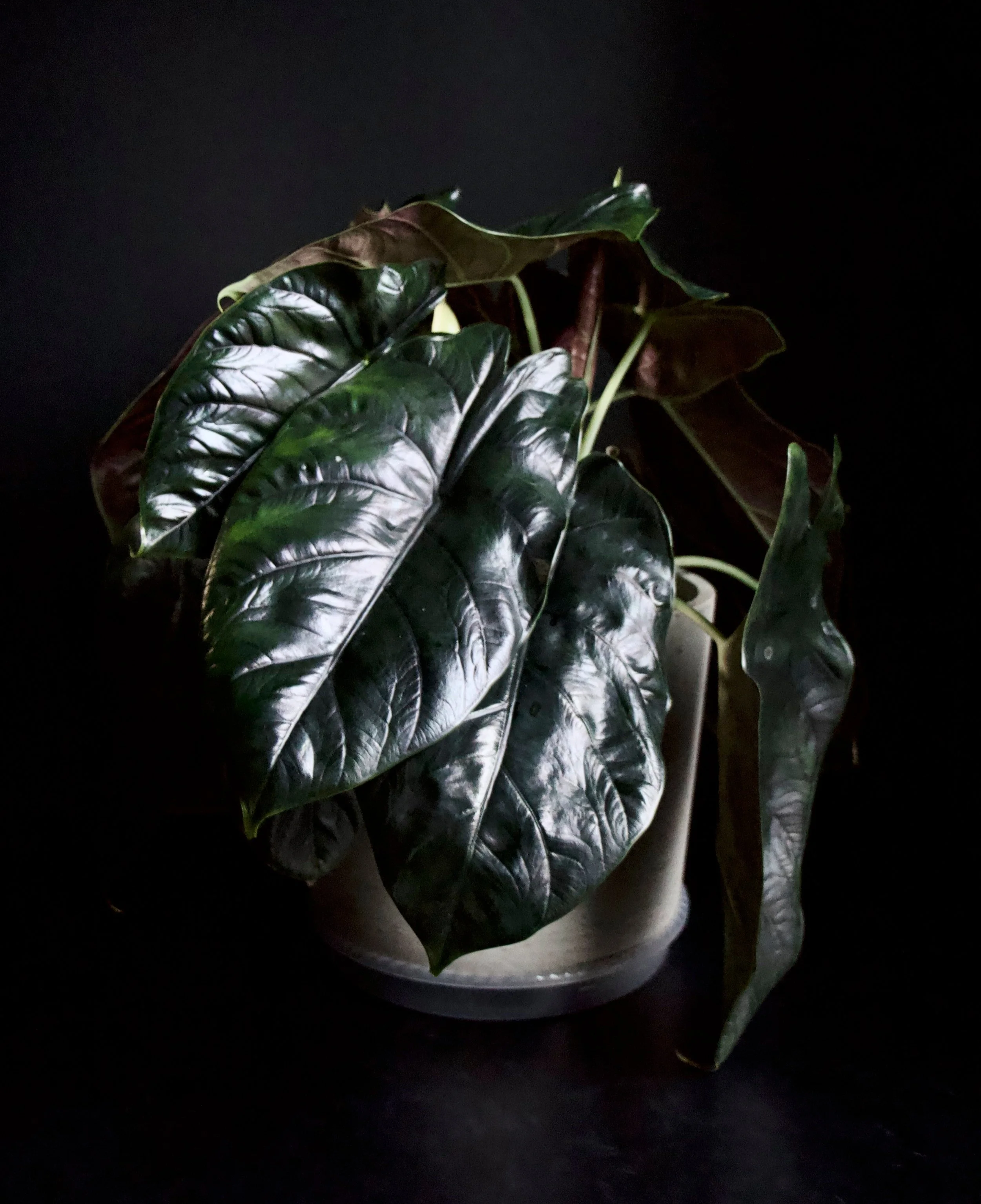 Alocasia Green Unicorn (Azlanii x Baginda Dragon Scale) — All The